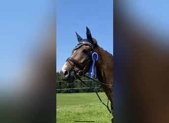 Deutsches Sportpferd, Wallach, 9 Jahre, 180 cm, Schwarzbrauner