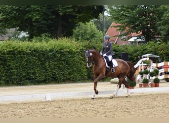 Deutsches Sportpferd, Wallach, 9 Jahre, 182 cm, Dunkelfuchs