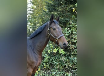 Deutsches Sportpferd, Wallach, 9 Jahre