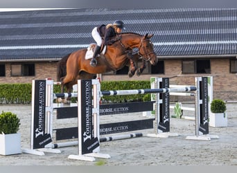 KWPN, Caballo castrado, 9 años, 170 cm, Castaño, in Waddinxveen,