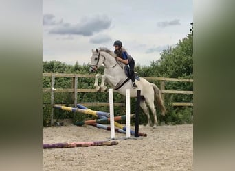 KWPN, Wallach, 5 Jahre, 167 cm, Schimmel, in Canterbury