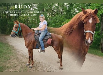 Kentucky Mountain Saddle Horse, Wallach, 5 Jahre, Dunkelfuchs, in Springfield, OH,