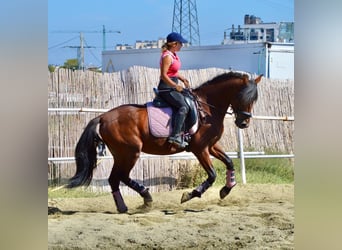PRE, Stallion, 7 years, 15.2 hh, Brown, in Valverde Del Majano,