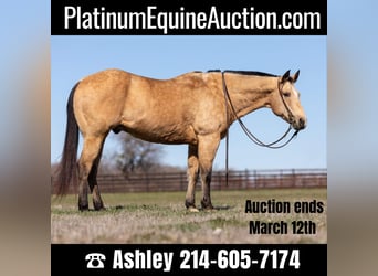 Quarter horse américain, Hongre, 15 Ans, 155 cm, Buckskin, in Wetherford TX,