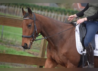 Andere Rassen, Ruin, 5 Jaar, 158 cm, Bruin, in Achtmaal