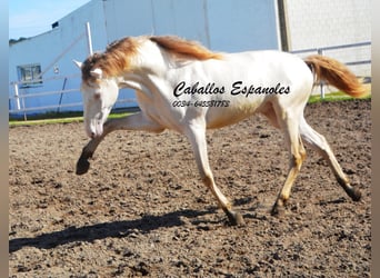 PRE, Stallion, 3 years, 15.1 hh, Cremello, in Vejer de la Frontera,