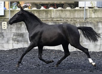 PRE, Yegua, 3 años, Negro, in Küssaberg,