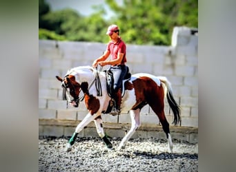 Anglo-Arabo, Stute, 6 Jahre, 160 cm, Schecke, in Sevilla