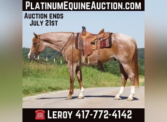 American Quarter Horse, Castrone, 6 Anni, 160 cm, Roano rosso, in PUrdy MO,