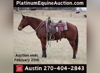 Quarter horse américain, Hongre, 11 Ans, 150 cm, Bai cerise, in thompkinsville KY,