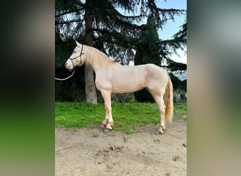 Lusitanos Mestizo, Yegua, 11 años, 164 cm, Cremello, in Arenys De Munt