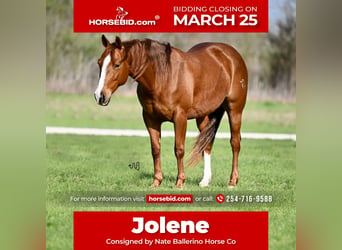 American Quarter Horse, Merrie, 6 Jaar, 147 cm, Roodvos, in Waco,