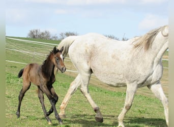 Deutsches Sportpferd, Hengst, Fohlen (03/2026), 170 cm, Kann Schimmel werden, in Querfurt