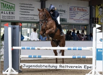 Caballo castrado 7 años