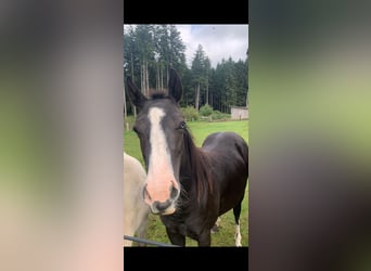 American Quarter Horse Mix, Stute, 3 Jahre, 140 cm, Rappe, in Stein
