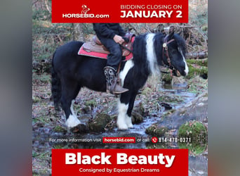 Plus de poneys/petits chevaux, Hongre, 7 Ans, 91 cm, in Reversburg, PA,