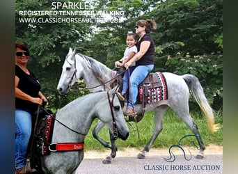 Tennessee Walking Horse, Stute, 7 Jahre, 142 cm, Schimmel, in Gillsville, ga,