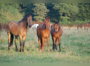 German Riding Pony Mix, Gelding, 18 years, 13,2 hh, Chestnut-Red, in Metelen,