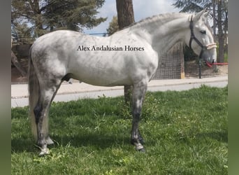 PRE Mestizo, Semental, 6 años, 160 cm, Tordo, in Sevilla