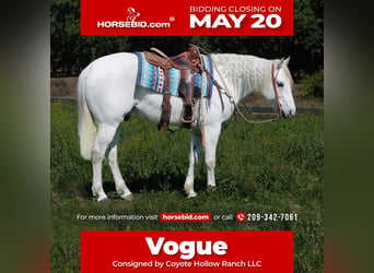 Quarter horse américain, Hongre, 10 Ans, 152 cm, Gris, in Waterford,