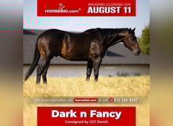 American Quarter Horse, Gelding, 5 years, 14,3 hh, Brown, in Crescent, OK