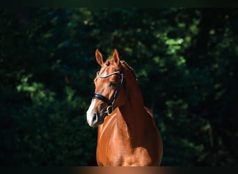 Oldenburg, Stallone, 9 Anni, 170 cm, Sauro