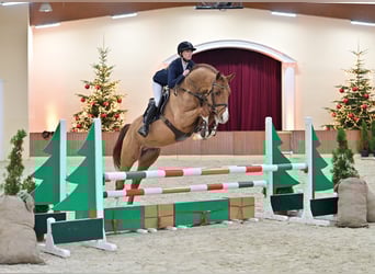 Oldenburger Springpferd, Hengst, 8 Jahre, 170 cm, Fuchs