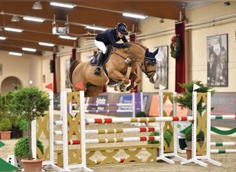 Oldenburger Springpferd, Hengst, 8 Jahre, 170 cm, Fuchs