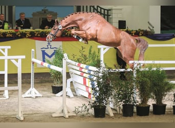 Oldenburger Springpferd, Hengst, 8 Jahre, 170 cm, Fuchs