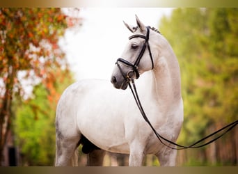 Hanoverian, Stallion, 14 years, 17 hh, Gray