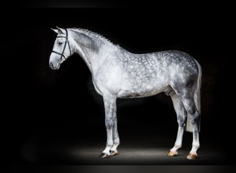 Hanoverian, Stallion, 14 years, 17 hh, Gray