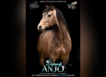 Azteca, Semental, 8 años, 163 cm, Buckskin/Bayo