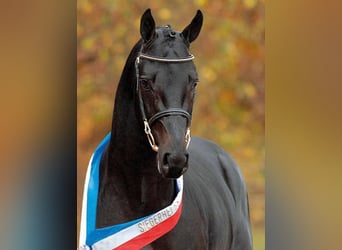 Holstein, Stallone, 21 Anni, 170 cm, Morello