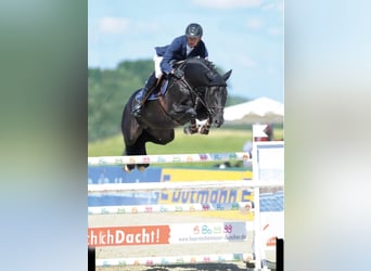 Holstein, Stallone, 21 Anni, 170 cm, Morello