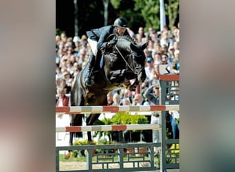 Holstein, Stallone, 21 Anni, 170 cm, Morello