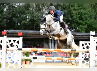 Oldenburg-International (OS), Stallion, 12 years, 17 hh, Gray