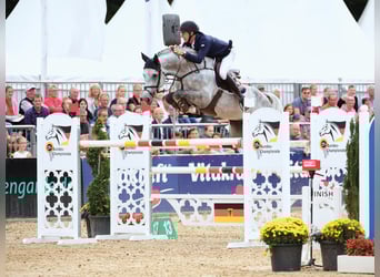 Oldenburg-International (OS), Stallion, 13 years, 17 hh, Grey