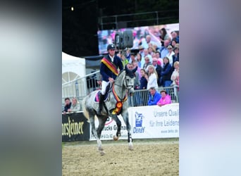 Oldenburg-International (OS), Stallion, 13 years, 17 hh, Grey