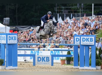 Oldenburg-International (OS), Stallion, 13 years, 17 hh, Grey