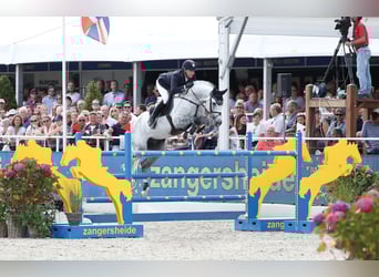 Oldenburg-International (OS), Stallion, 13 years, 17 hh, Grey