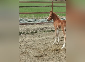 Deutsches Reitpony, Hengst, 14 Jahre, 147 cm, Palomino
