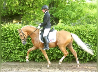 German Riding Pony, Stallion, 11 years, 14.1 hh, Palomino