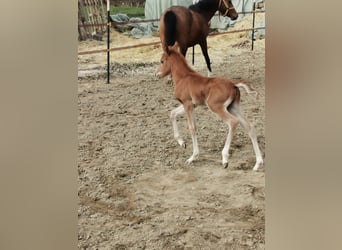 German Riding Pony, Stallion, 11 years, 14.1 hh, Palomino