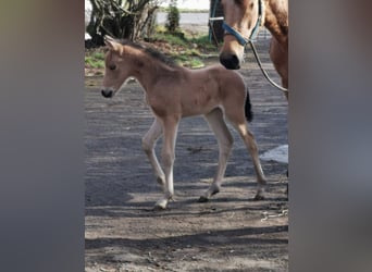 Poney de selle allemand, Étalon, 14 Ans, 147 cm, Palomino