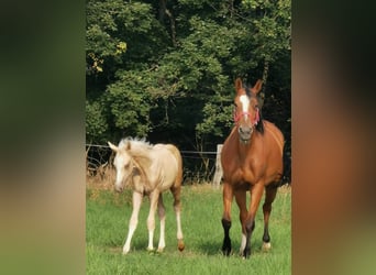 Poney de selle allemand, Étalon, 14 Ans, 147 cm, Palomino