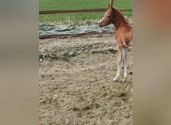 Pony tedesco, Stallone, 12 Anni, 147 cm, Palomino