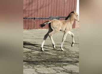 Pony tedesco, Stallone, 12 Anni, 147 cm, Palomino