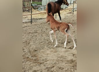 Pony tedesco, Stallone, 12 Anni, 147 cm, Palomino