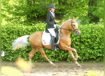 Pony tedesco, Stallone, 13 Anni, 147 cm, Palomino