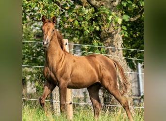 Don - Paard, Hengst, veulen (04/2023), 161 cm, Vos